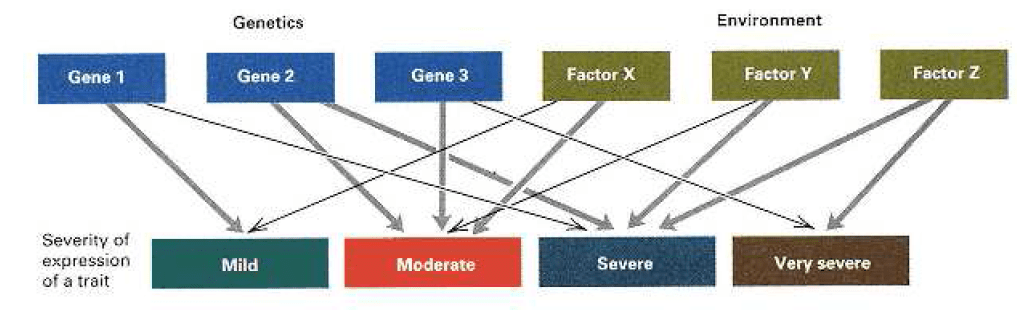 how-genes-determine-traits-biology-ease