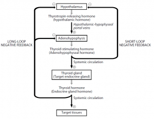 Hormones of the adenohypophysis