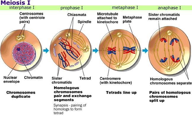 prophase metaphase anaphase and telophase