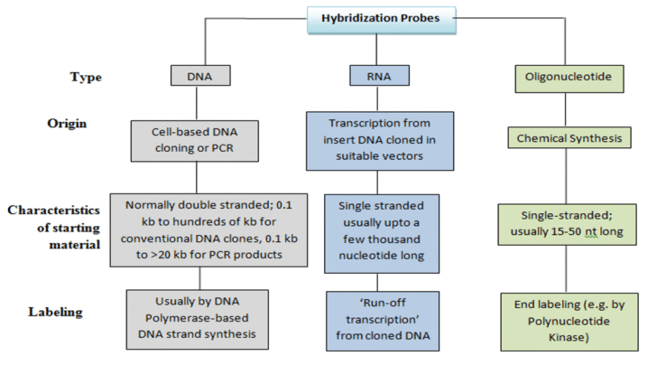 Labeling of Probes- Overview