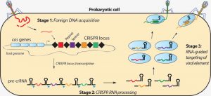 CRISPR/Cas System in Bacteria 