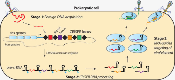 CRISPR/Cas System in Bacteria