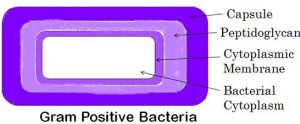 Gram Positive Bacteria