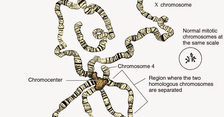 Giant Chromosomes Biology Ease 