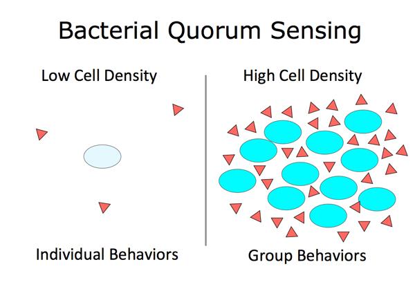 Quorum sensing in Bacteria and other Organisms