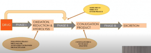 XENOBIOTIC METABOLISM AND TOXICITY