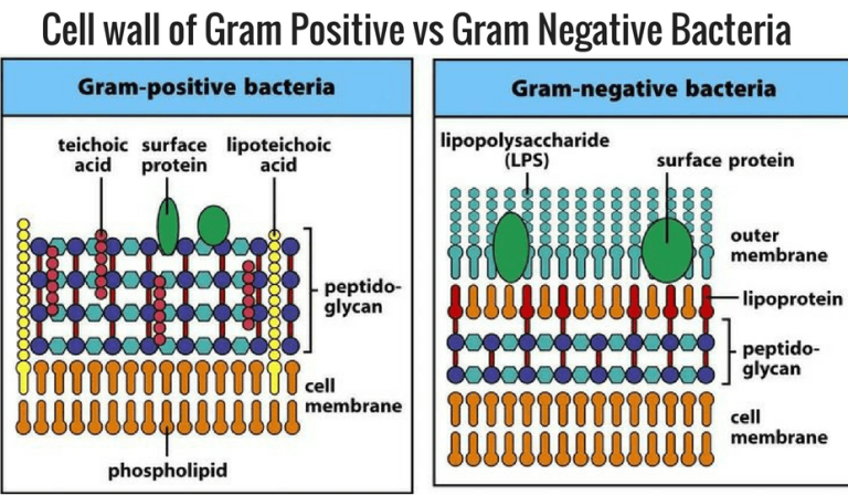 cell-wall-of-bacteria-overview-biology-ease