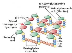 Cell Wall of Bacteria- Overview