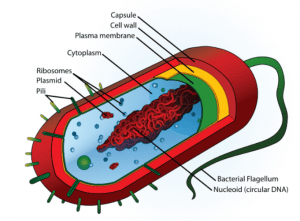 Cell Wall of Bacteria- Overview