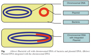 Protection of DNA Fragments