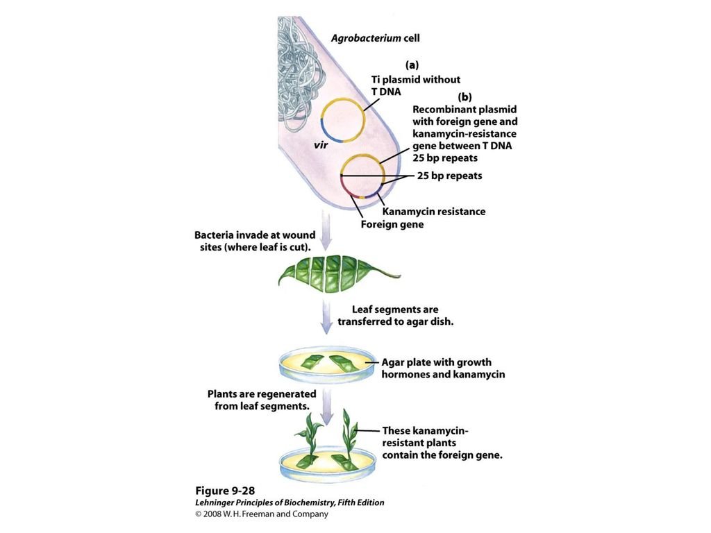 Transformation of T DNA - Biology Ease