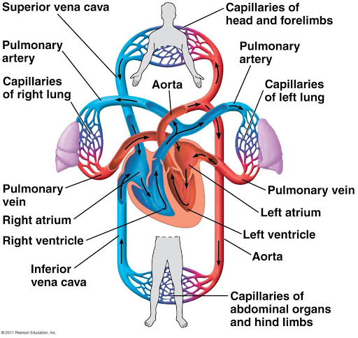Mammalian circulatory system