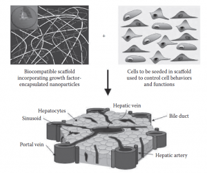Nanotechnology applications in engineering complex tissues