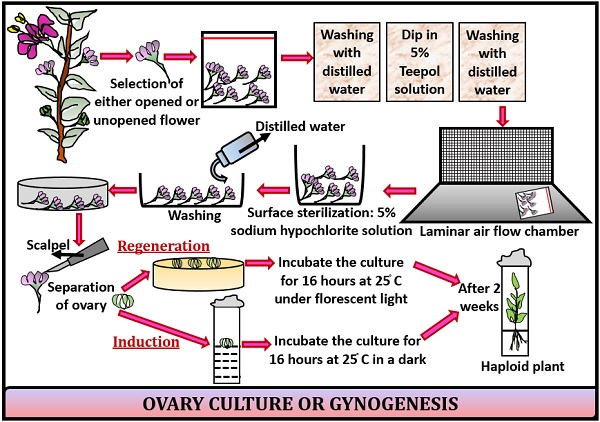 Ovary and Ovule Culture
