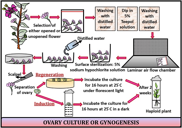 ovary-and-ovule-culture-biology-ease