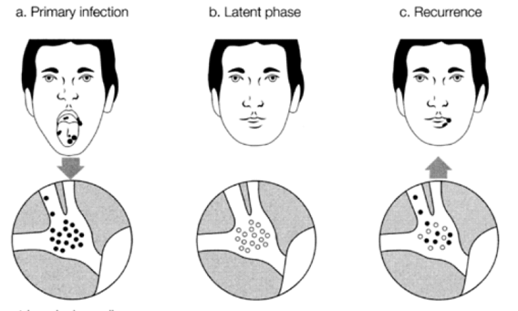 Viral Pathogenesis