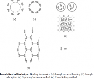 CELL IMMOBILISATION IN ETHANOL FERMENTATION