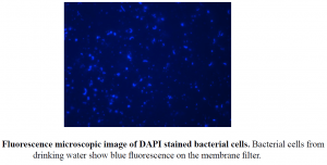 ENUMERATION OF MICROBES WITH DAPI STAINING