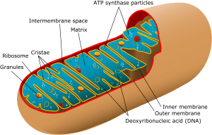 Mitochondria: Structure and Function