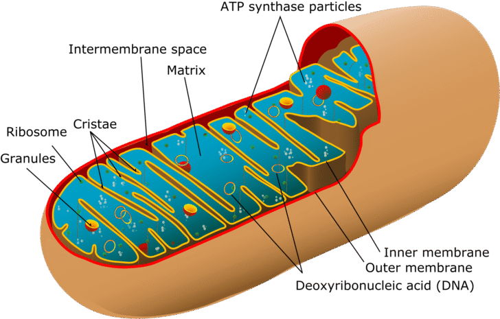 Mitochondria: Structure and Function