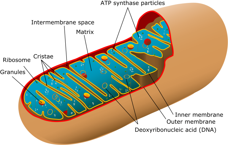 mitochondrion cartoon