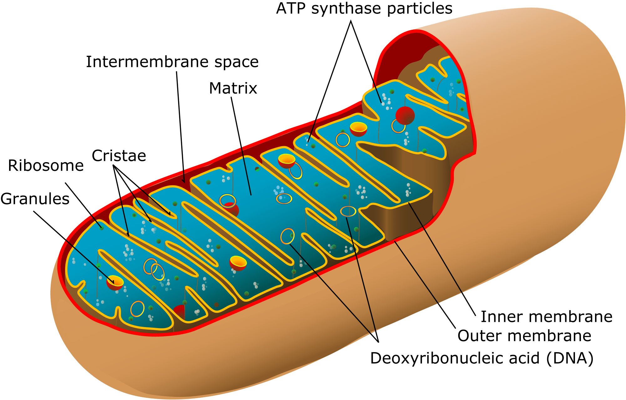 How Does Mitochondria Get Damaged