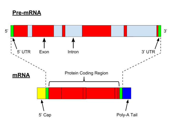 Post-transcriptional modification in RNA
