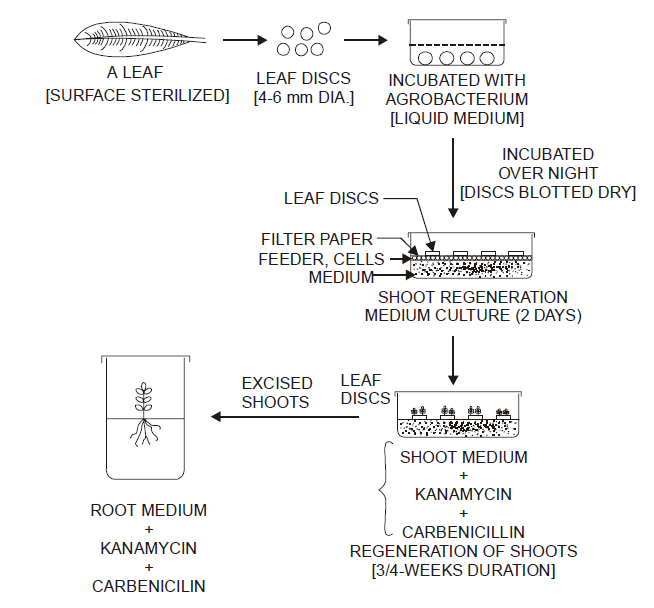 A Sequential Diagramatic Representation of the Methodology for Agrobacterium-Mediated Gene Transfer.