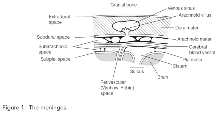 Meninges and cerebrospinal fluid