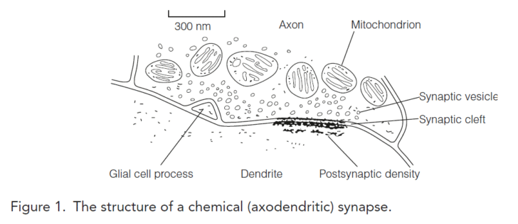 Synapse structure and function