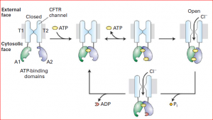 Structure of CFTR
