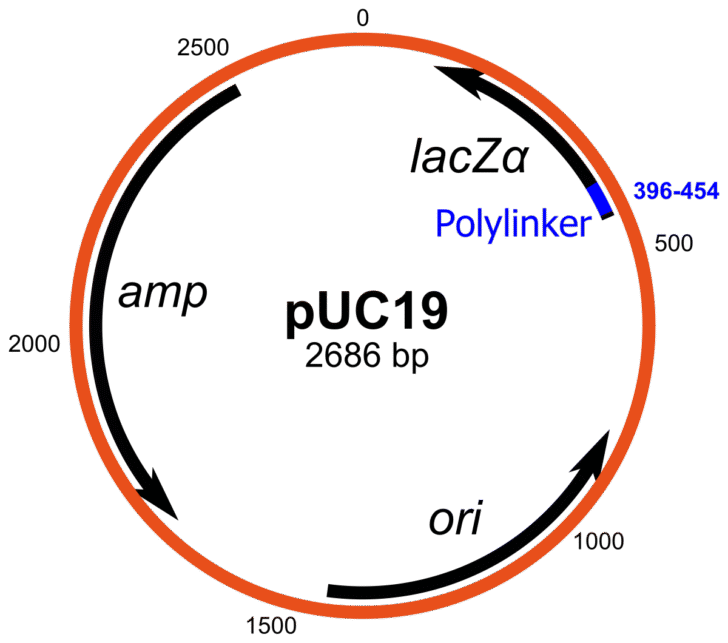 Cloning Vector (Plasmid)