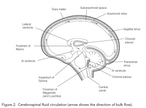 Meninges and cerebrospinal fluid