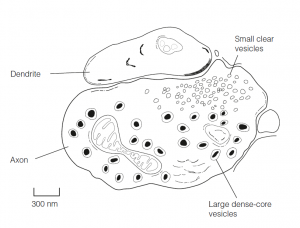 Synapse structure and function