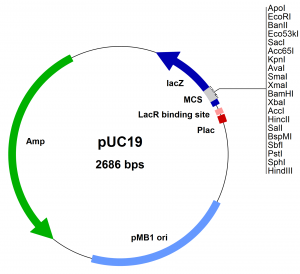 Cloning Vector (Plasmid)