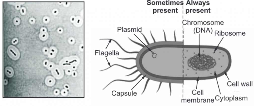 Bacterial Capsule Staining