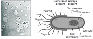 Bacterial Capsule