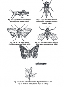 Classification of Pests