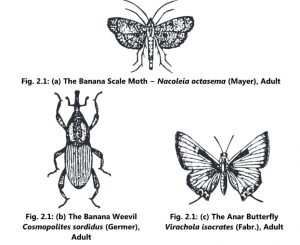 Classification of Pests