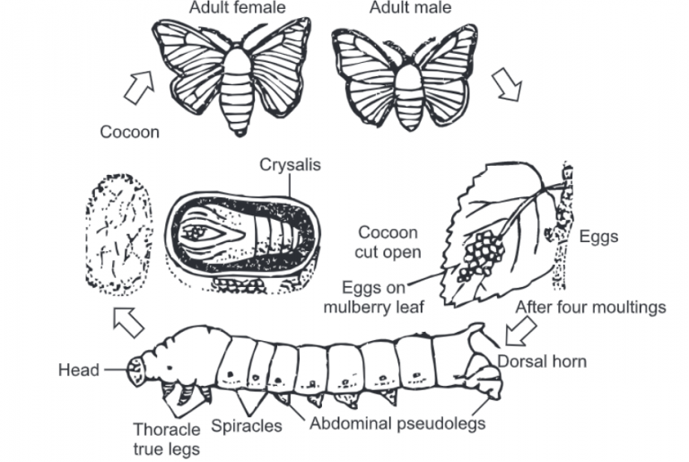 Bombyx mori (Silk Worm) Life Cycle