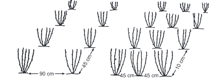 Cultivation of Mulberry