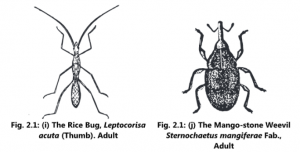 Classification of Pests