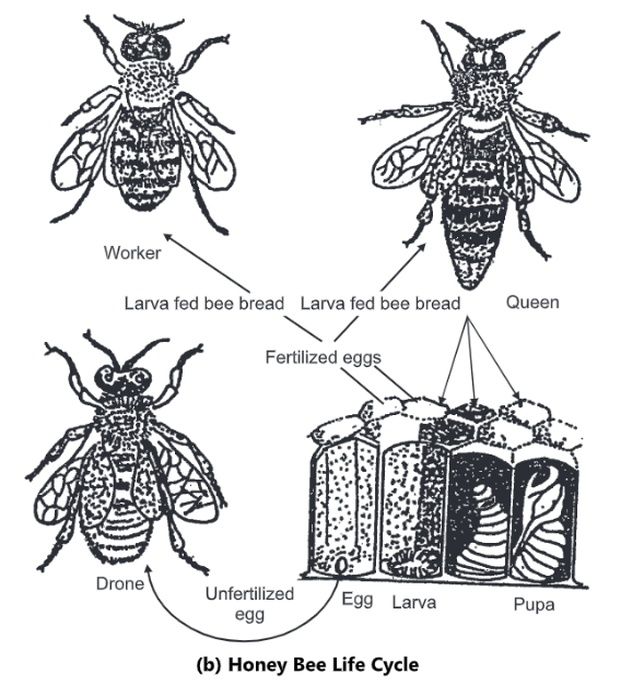 Life Cycle, Colony Organization and Division of Labour of Honey Bee ...