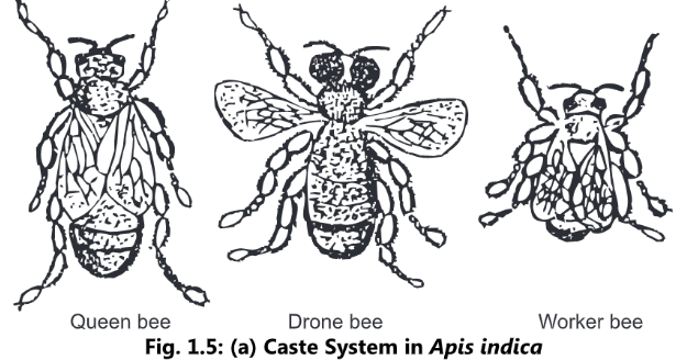 Life Cycle, Colony Organization and Division of Labour of Honey Bee ...