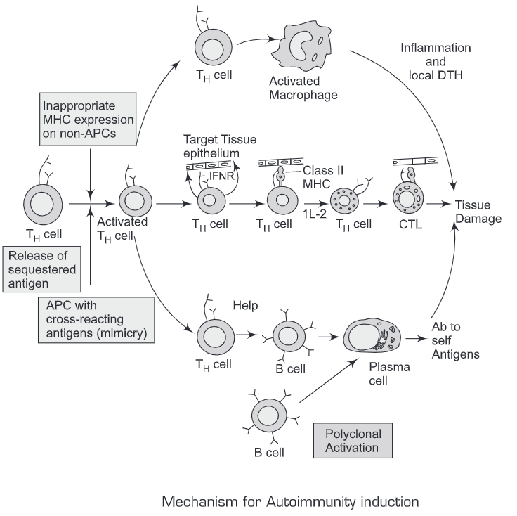 Autoimmunity and Autoimmune Diseases