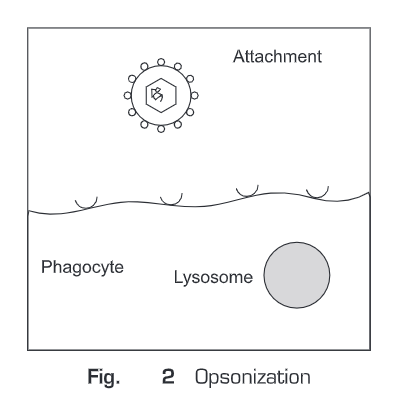 Immune Response to Infection