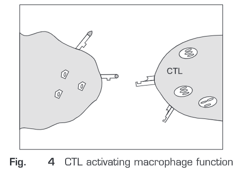 Immune Response to Infection