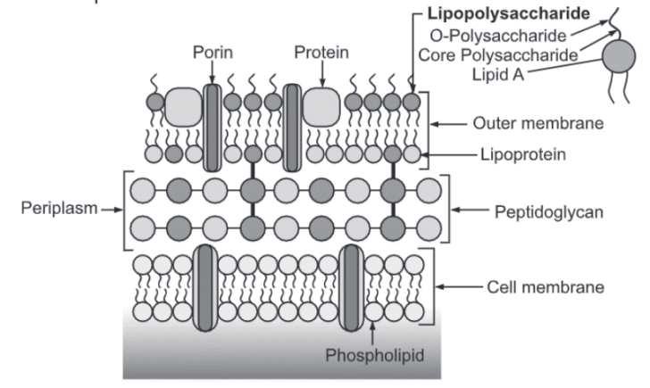 Bacterial cell wall