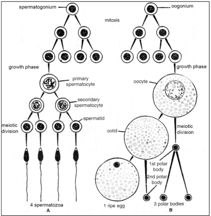 Difference between Spermatogenesis and Oogenesis