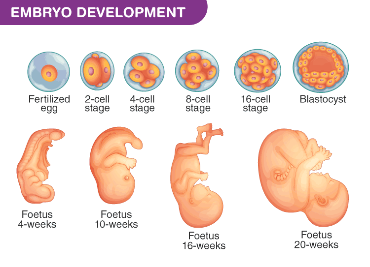 embryology-biology-ease